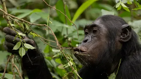 Chimpanzees Ingesting the Equivalent of an Alcoholic Beverage Per Day from Overripe Fruit, Research Reveals